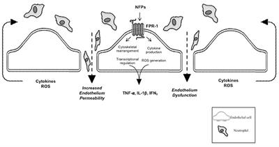 Targeting Endothelial Barrier Dysfunction Caused by Circulating Bacterial and Mitochondrial N-Formyl Peptides With Deformylase